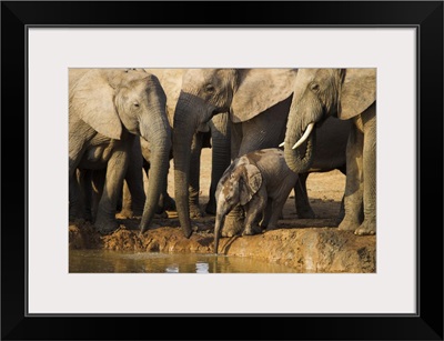 Baby elephant, Addo Elephant National park, Eastern Cape, South Africa