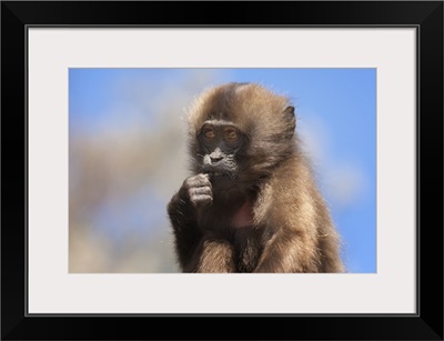 Baby Gelada baboon, Simien Mountains National Park, Ethiopia, Africa