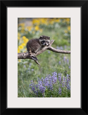 Baby raccoon in captivity, Animals of Montana, Bozeman, Montana, USA