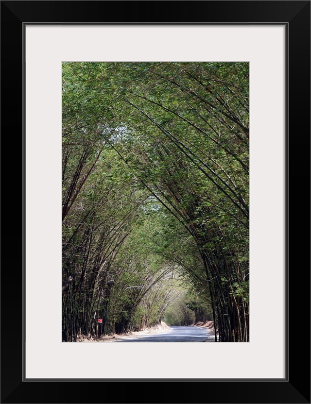 Bamboo Avenue, St. Elizabeth, Jamaica, West Indies, Caribbean