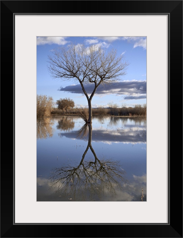 Bare tree reflected in a floodplain, Bosque del Apache, New Mexico