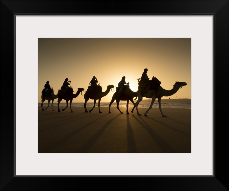 Beach camel trek, Essaouira, Morocco, North Africa, Africa