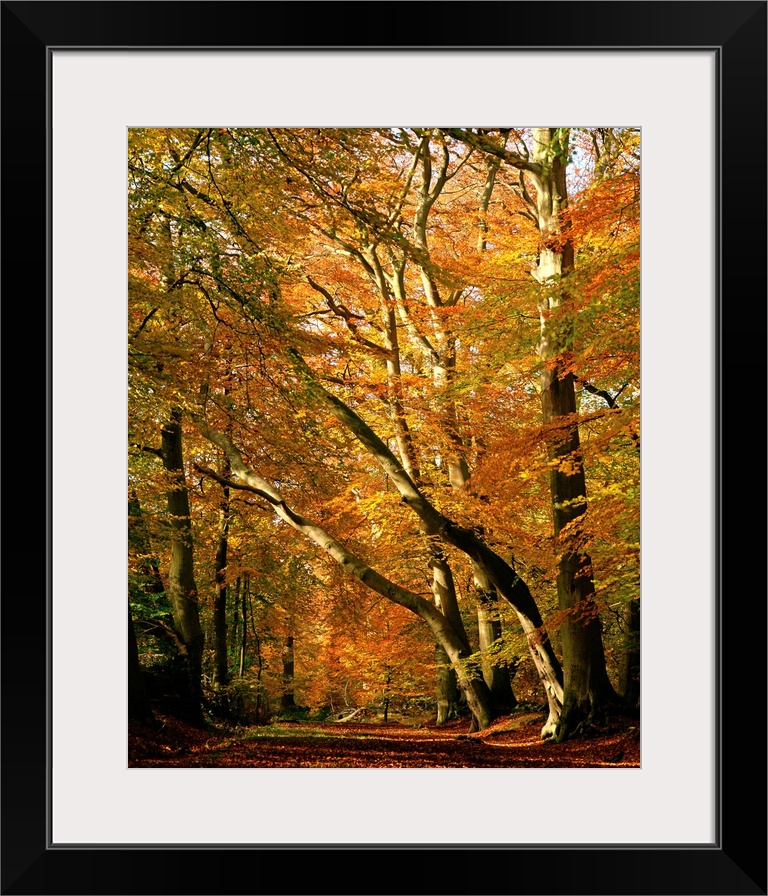 Beech trees in autumn foliage, Buckinghamshire, England, UK