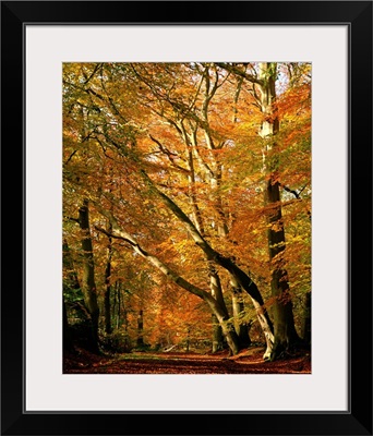 Beech trees in autumn foliage, Buckinghamshire, England, UK