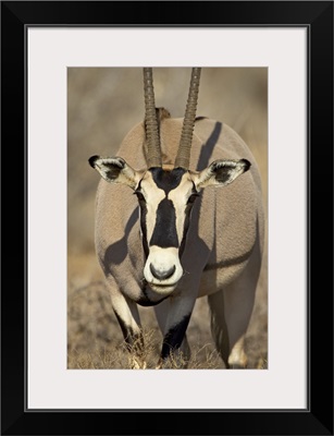 Biesa oryx, Samburu National Reserve, Kenya, Africa