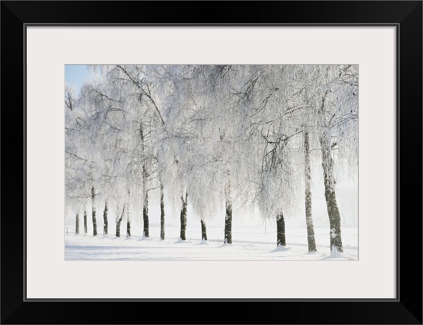 Birch trees with hoarfrost, near Villingen-Schwenningen, Black Forest-Baar (Schwarzwald-Baar) district, Baden-Wurttemberg,...