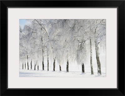 Birch Trees With Hoarfrost, Black Forest-Baar District, Baden-Wurttemberg, Germany