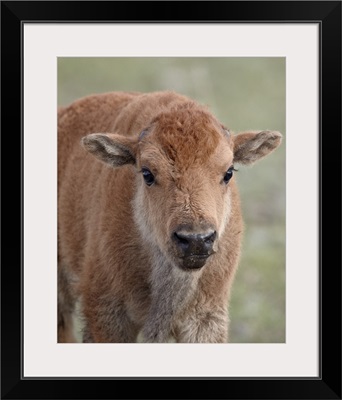 Bison calf, Yellowstone National Park, Wyoming, United States of America