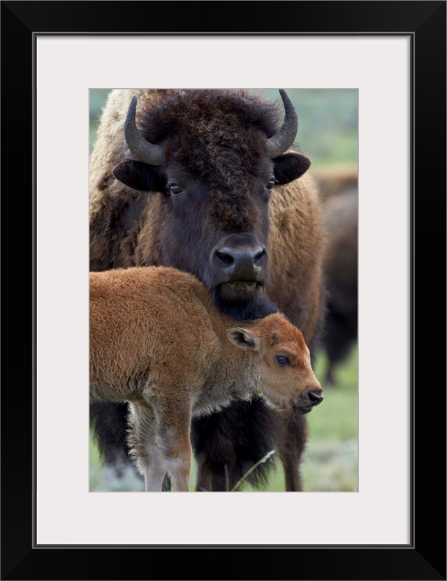 Bison (Bison bison) cow and calf, Yellowstone National Park, Wyoming, United States of America, North America.