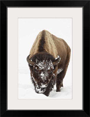 Bison in snow, Yellowstone National Park, Wyoming
