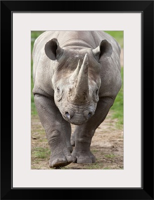 Black rhino (Diceros bicornis), captive, native to Africa