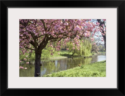 Blossom, Regents Park, London, England