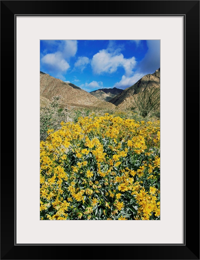 Brittlebushes, Sonoran Desert, Anza-Borrego Desert State Park, California