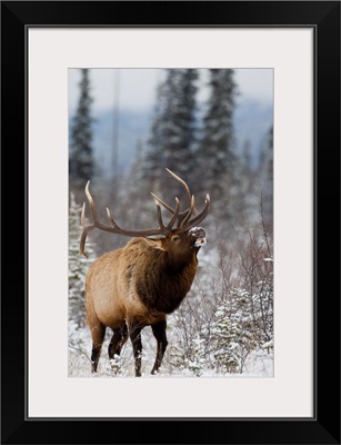 Bull elk bugling in the snow, Jasper National Park, Alberta, Canada