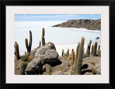 Cacti on Isla de los Pescadores, and salt flats, Bolivia