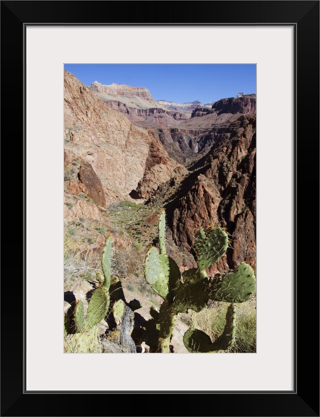 Cacti on the Bright Angel Canyon Hiking Trail, Grand Canyon National Park, Arizona
