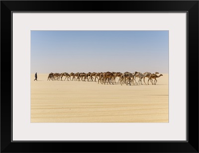 Camel Caravan On The Djado Plateau, Sahara, Niger