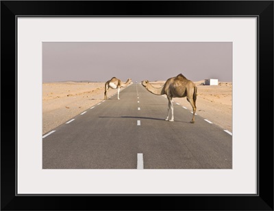 Camels standing on the road between Nouadhibou and Nouakchott, Mauritania, Africa