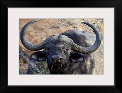 Cape buffalo or African buffalo Mountain Zebra National Park, South Africa