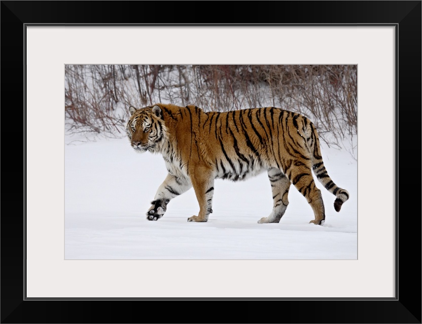 Captive Siberian Tiger (Panthera tigris altaica) in the snow, near Bozeman, Montana, United States of America, North America