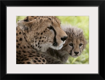Cheetah and cub, Masai Mara National Reserve, Kenya, Africa
