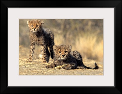 Cheetah cubs, Duesternbrook Private Game Reserve, Windhoek, Namibia, Africa