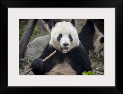 Chengdu Research Base of Giant Panda Breeding, Chengdu, Sichuan Province, China