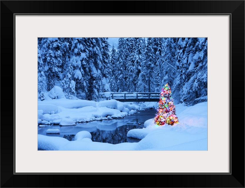 Christmas Tree beside a Stream, Emerald Lake, Yoho National Park, British Columbia, Canada, North America