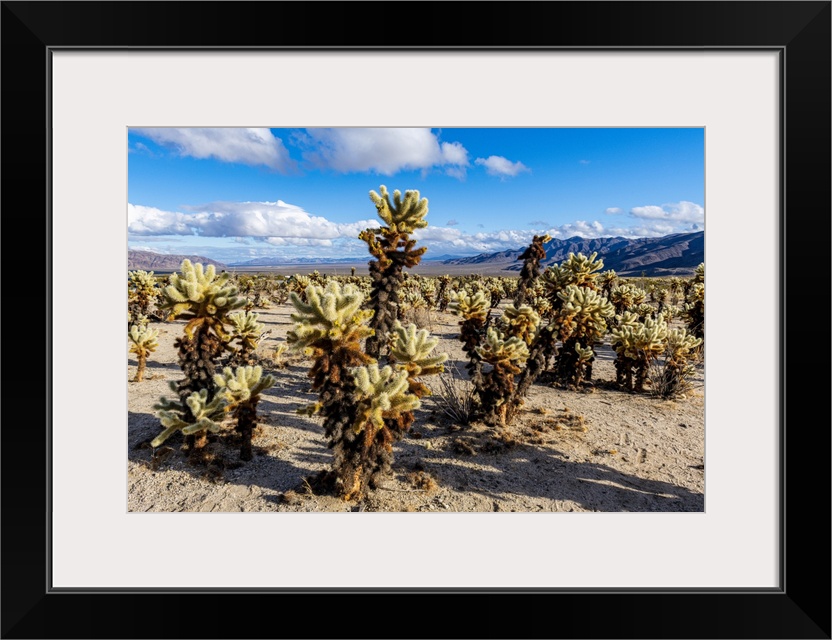 Chuckwalla Cholla, Cholla Cactus Garden, Joshua Tree National Park, California, United States of America, North America