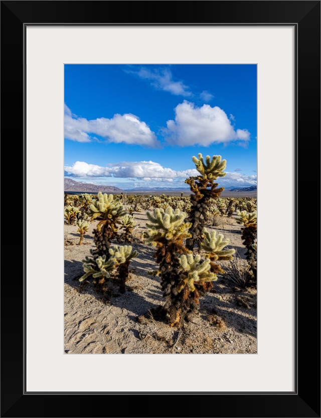 Chuckwalla Cholla, Cholla Cactus Garden, Joshua Tree National Park, California, United States of America, North America