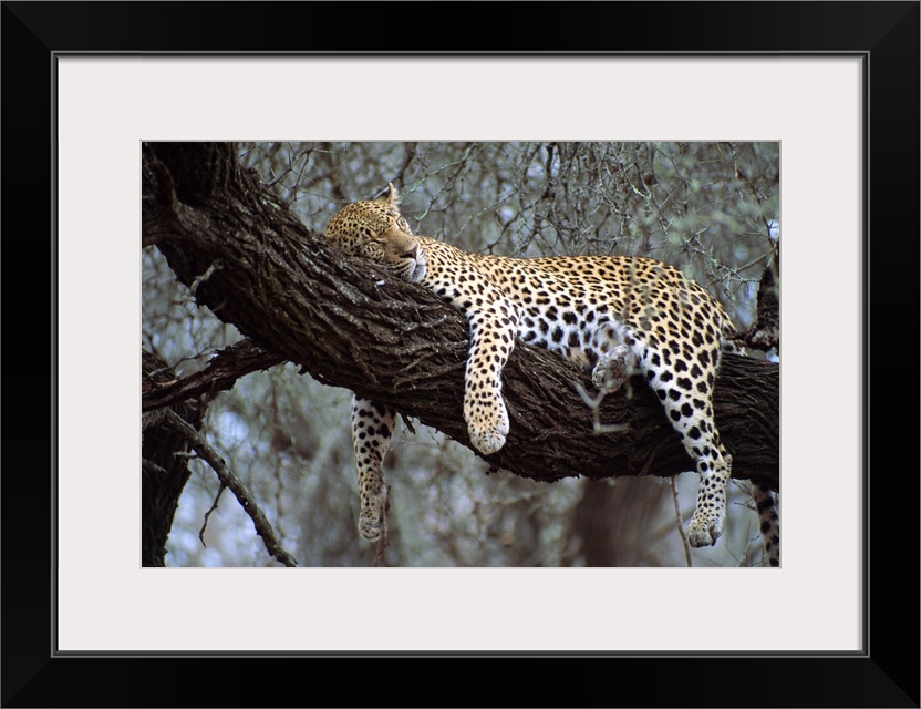 Close-up of a single leopard, asleep in a tree, Kruger National Park, South Africa