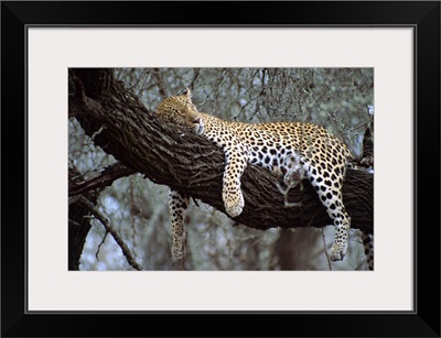 Close-up of a single leopard, asleep in a tree, Kruger National Park, South Africa