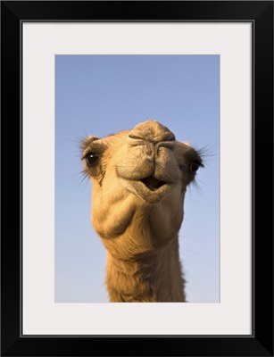 Close-up of camel's head in bright evening light, United Arab Emirates