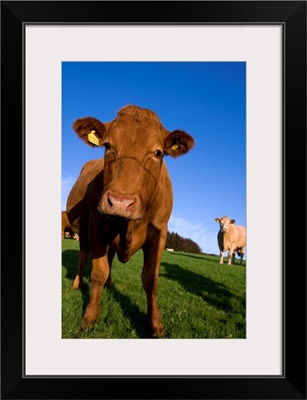 Close-up of cattle, north Exmoor, Devon, England, UK