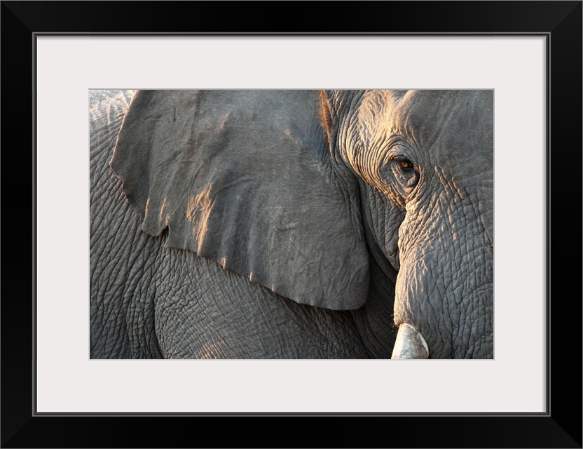 Close up of partial facen elephant, Etosha National Park, Namibia