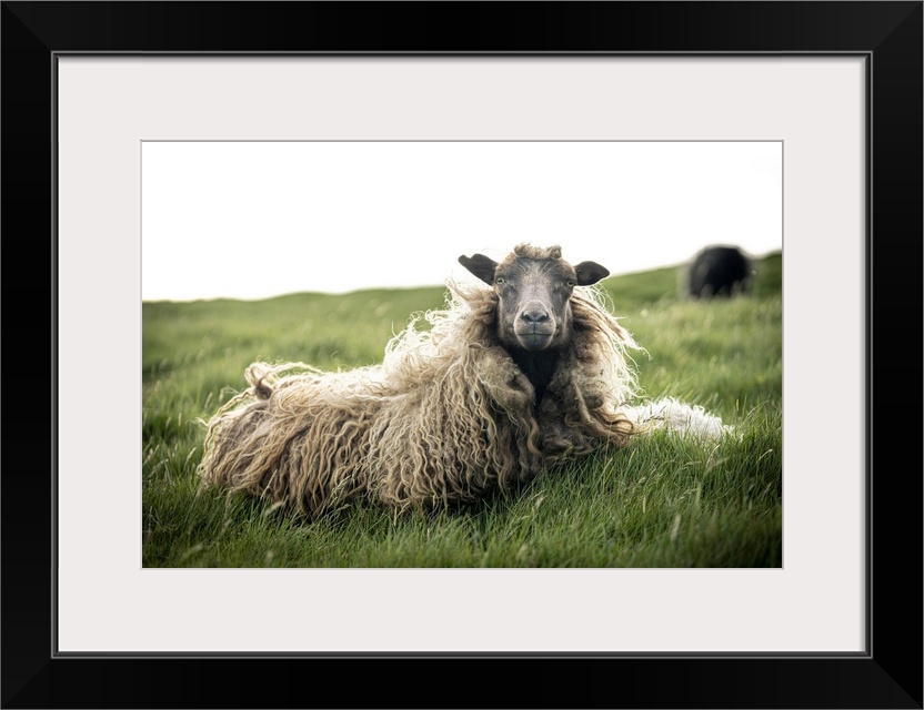 Close-up of single sheep on grass, Faroe Islands, Denmark, Europe