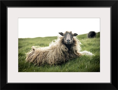 Close-Up Of Single Sheep On Grass, Faroe Islands, Denmark