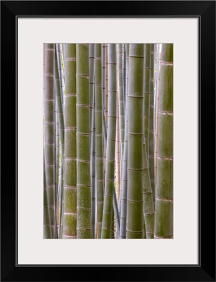 Close-Up Of Stems, Bamboo Forest, Sagano, Ukyo Ward, Arashiyama, Kyoto, Honshu, Japan