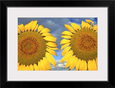 Close-up of two sunflower heads in the Spanish sun, Spain, Europe