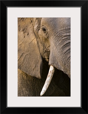 Close-up portrait of an African elephant Khwai Concession