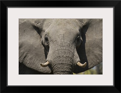 Close-up portrait of an African elephant Khwai Concession, Botswana, Africa