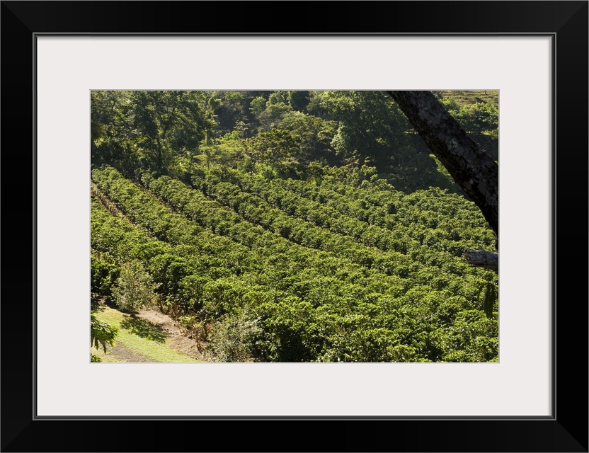 Coffee plantations on the slopes of the Poas Volcano, near San Jose, Costa Rica