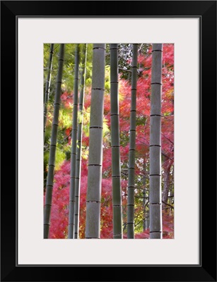 Colourful maples in autumn colours, Arashiyama, Kyoto, Kansai Region, Honshu, Japan