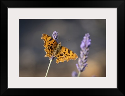 Comma Butterfly On Lavender, Cheshire, England