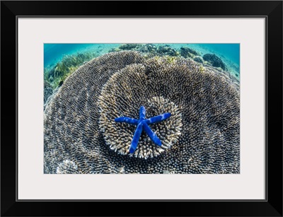 Corals And Sea Star Underwater On Sebayur Island, Komodo Island National Park, Indonesia