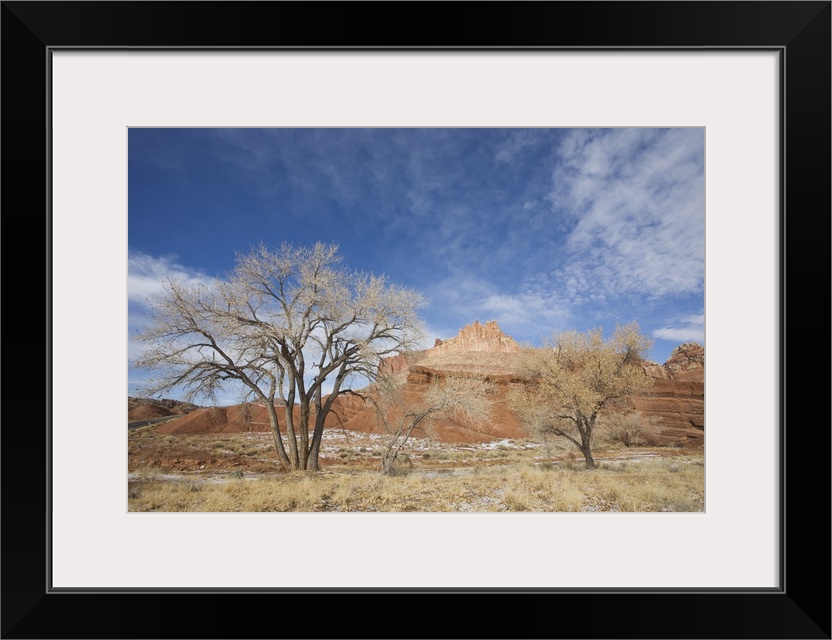 Cottonwood tree and The Castle, Capitol Reef National Park, Utah