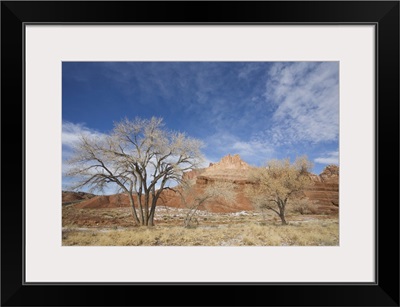 Cottonwood tree and The Castle, Capitol Reef National Park, Utah