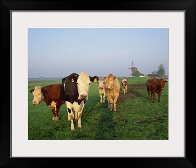 Cows on a polder in the early morning, windmill in the background, Holland
