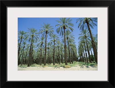Date palm orchards near Indio, California, United States of America