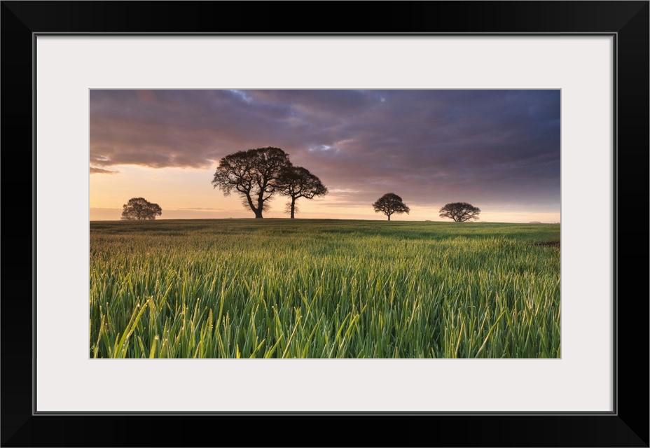 Daybreak over oak trees in a corn field near York, England, United Kingdom, Europe